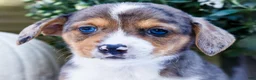Mixed Breed dogs for sale: Pepper - Ad 2