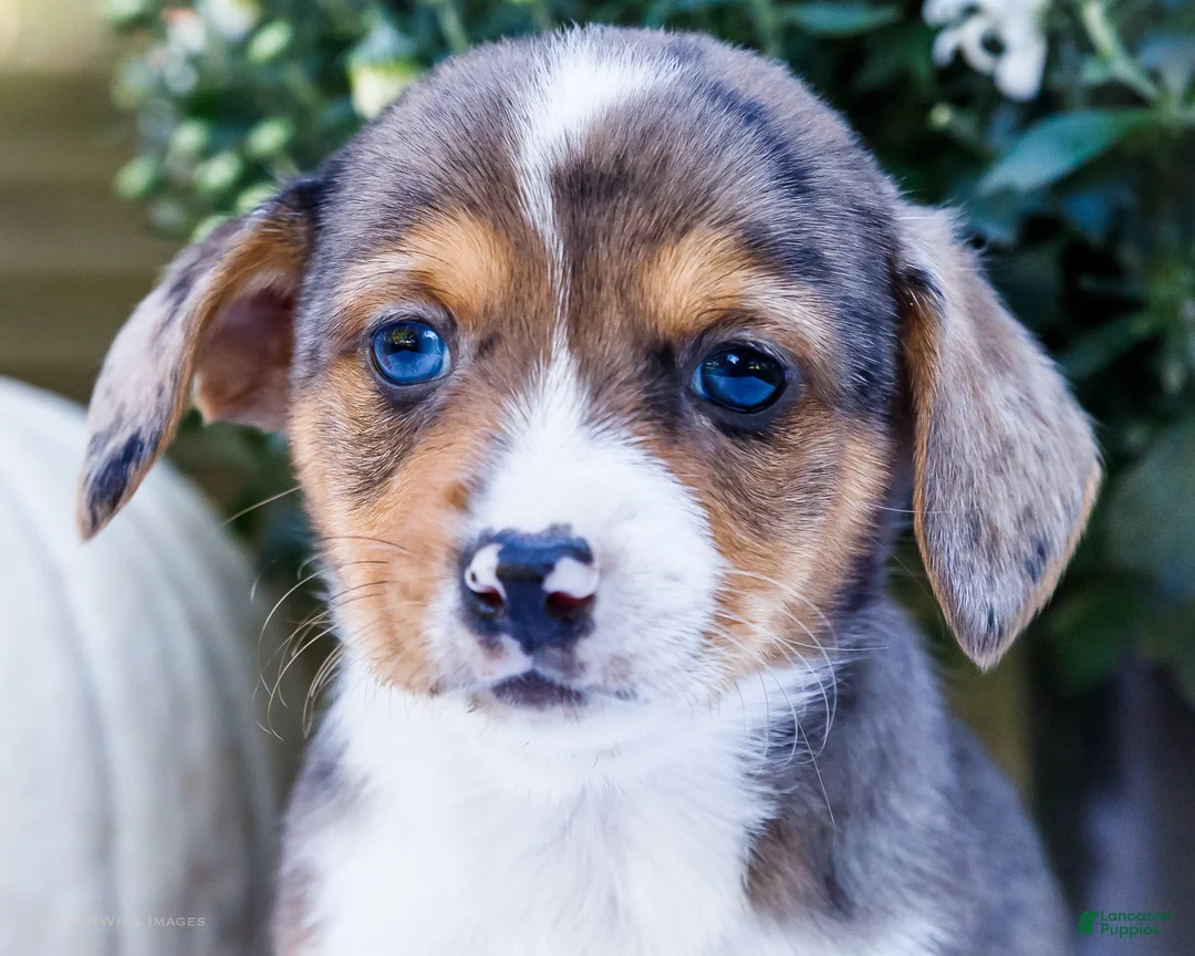 Mixed Breed dogs for sale: Pepper - Ad 2