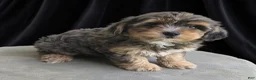 Yorkiepoo dogs for sale: Harrison - Ad 6