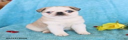 Pug dogs for sale: Mary Lou - Ad 1