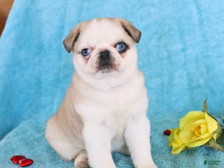 Pug dogs Mary Lou - Ad 31