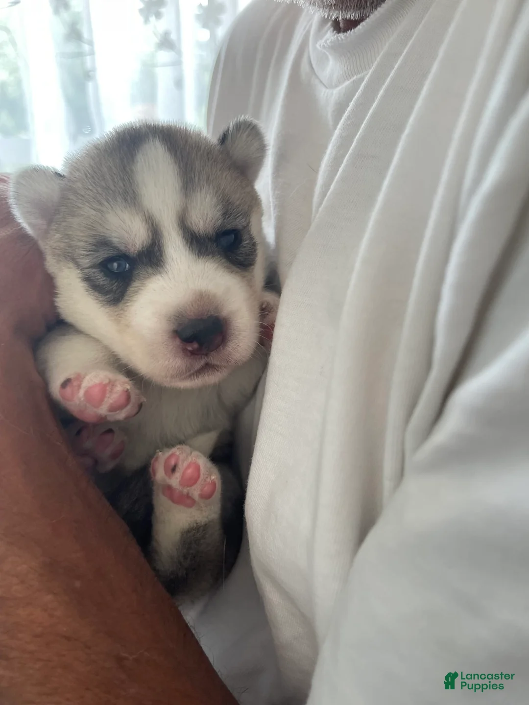 Gallery Image {{count}}