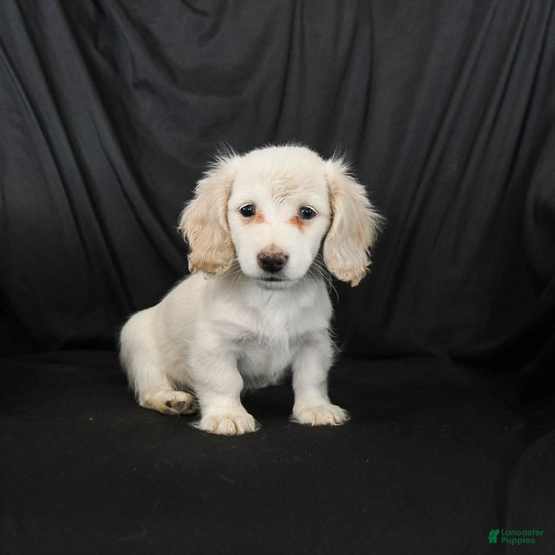 Miniature Dachshund dogs for sale: Waffles - Ad 3