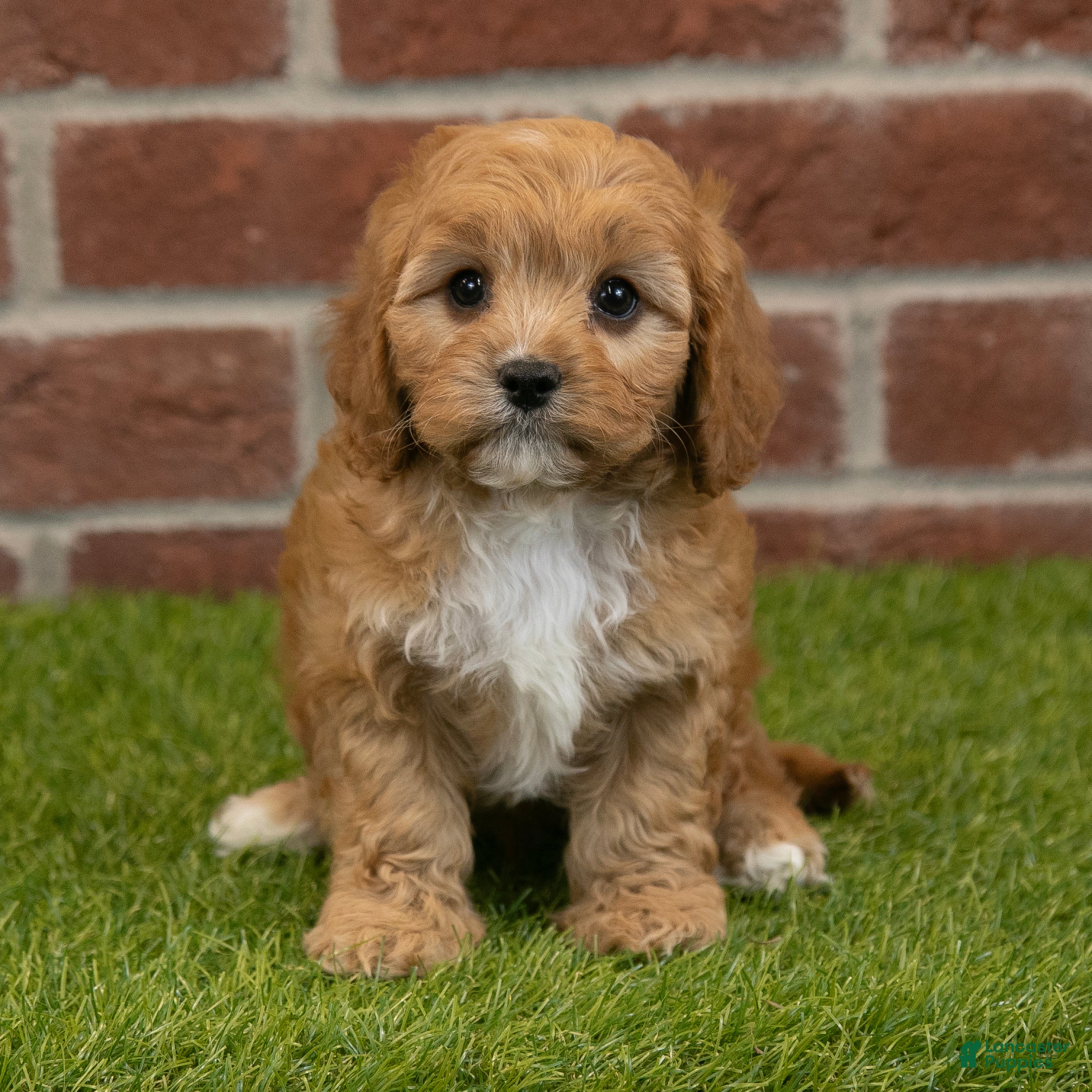 Cavapoo dogs Rusty - Ad 16