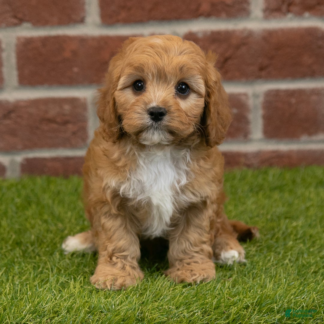 Cavapoo dogs for sale: Rusty - Ad 1