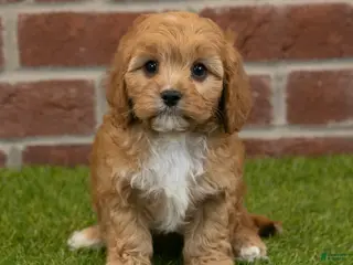 Cavapoo dogs Rusty - Ad 6