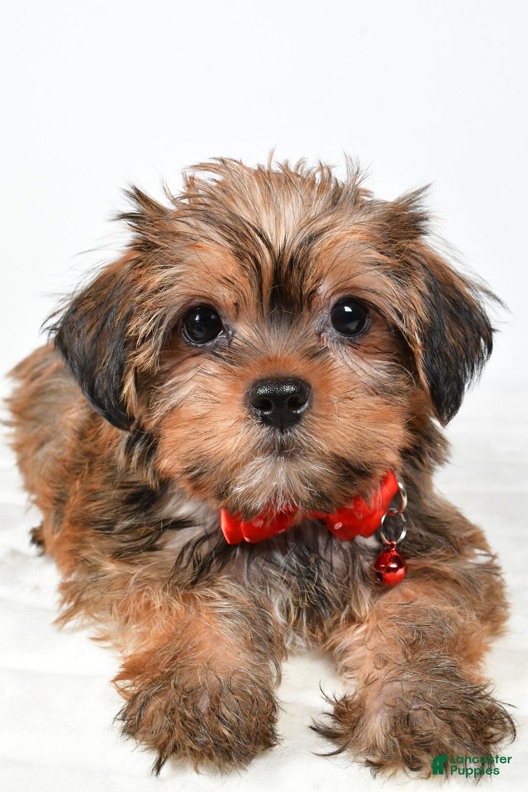 Shorkie dogs for sale: Pebbels - Ad 4