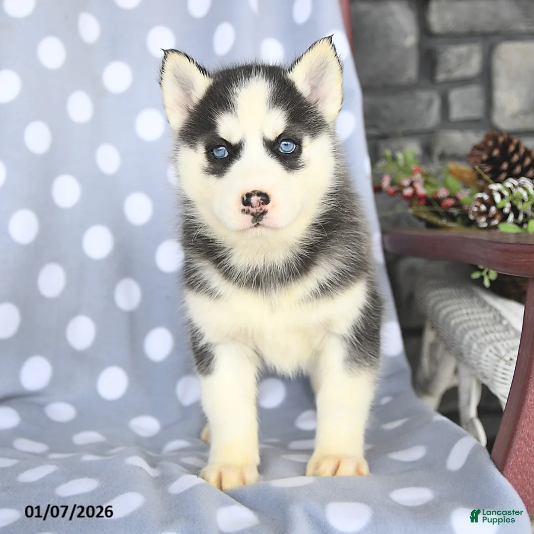 Siberian Husky dogs for sale: Coco  - Ad 3