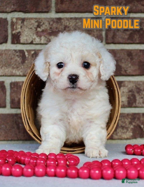 Miniature Poodle dogs Sparky - Ad 16