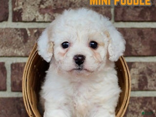 Miniature Poodle dogs Sparky - Ad 4
