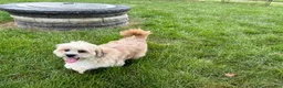 Lhasa Apso dogs for sale: Sammy - Ad 6