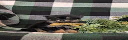 Pomeranian dogs for sale: Bradly - Ad 3