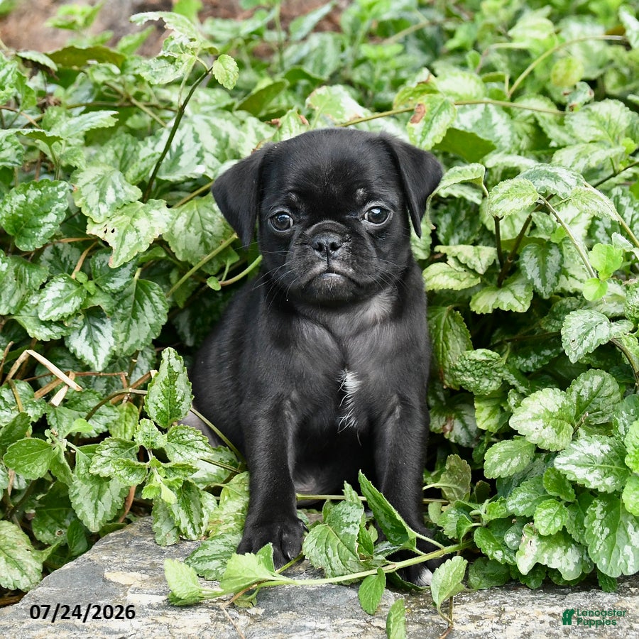 Pug dogs for sale: Dora - Ad 2