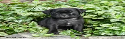 Pug dogs for sale: Dora - Ad 1