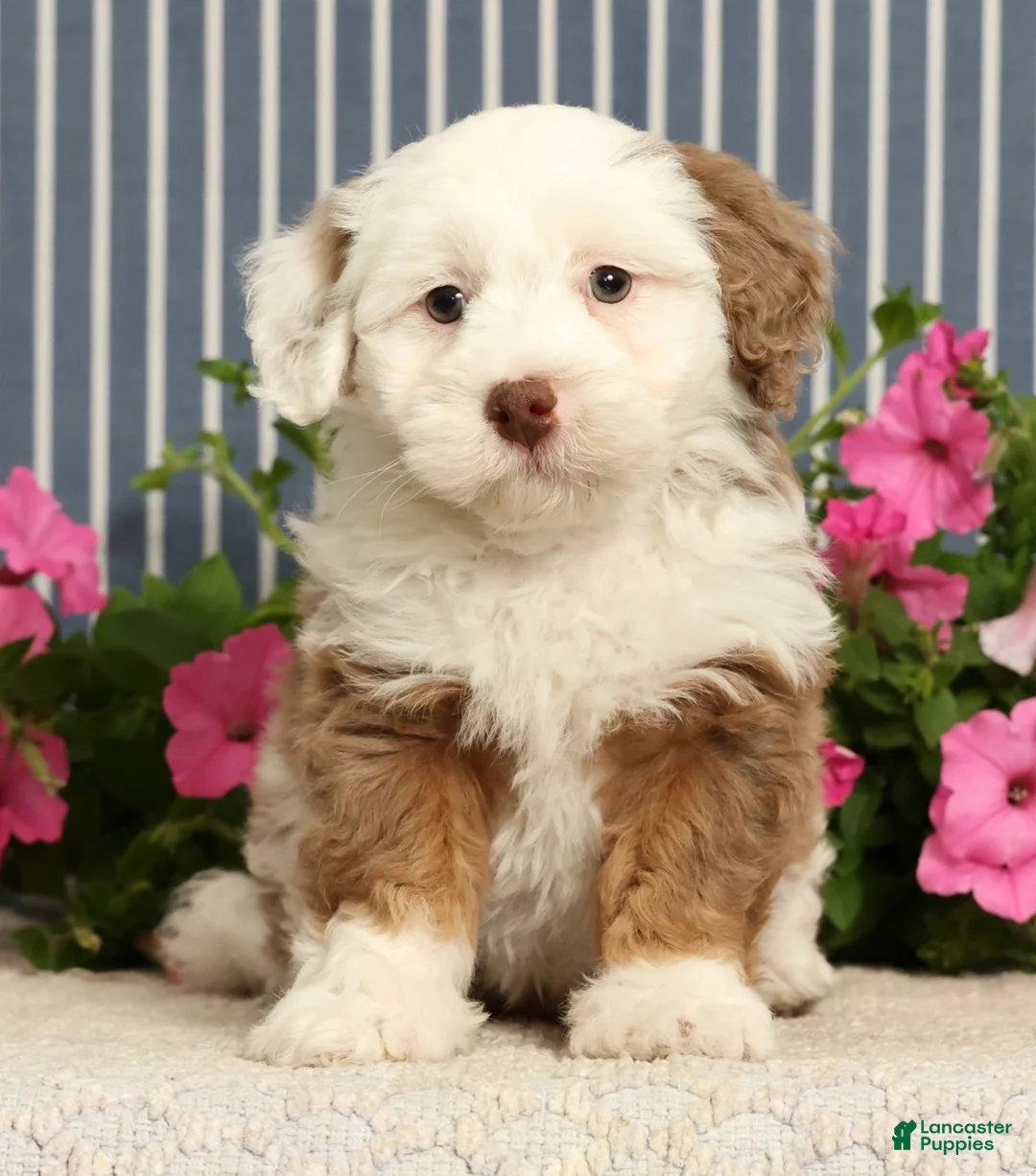 Mini Bernedoodle dogs for sale: Jayce - Ad 2