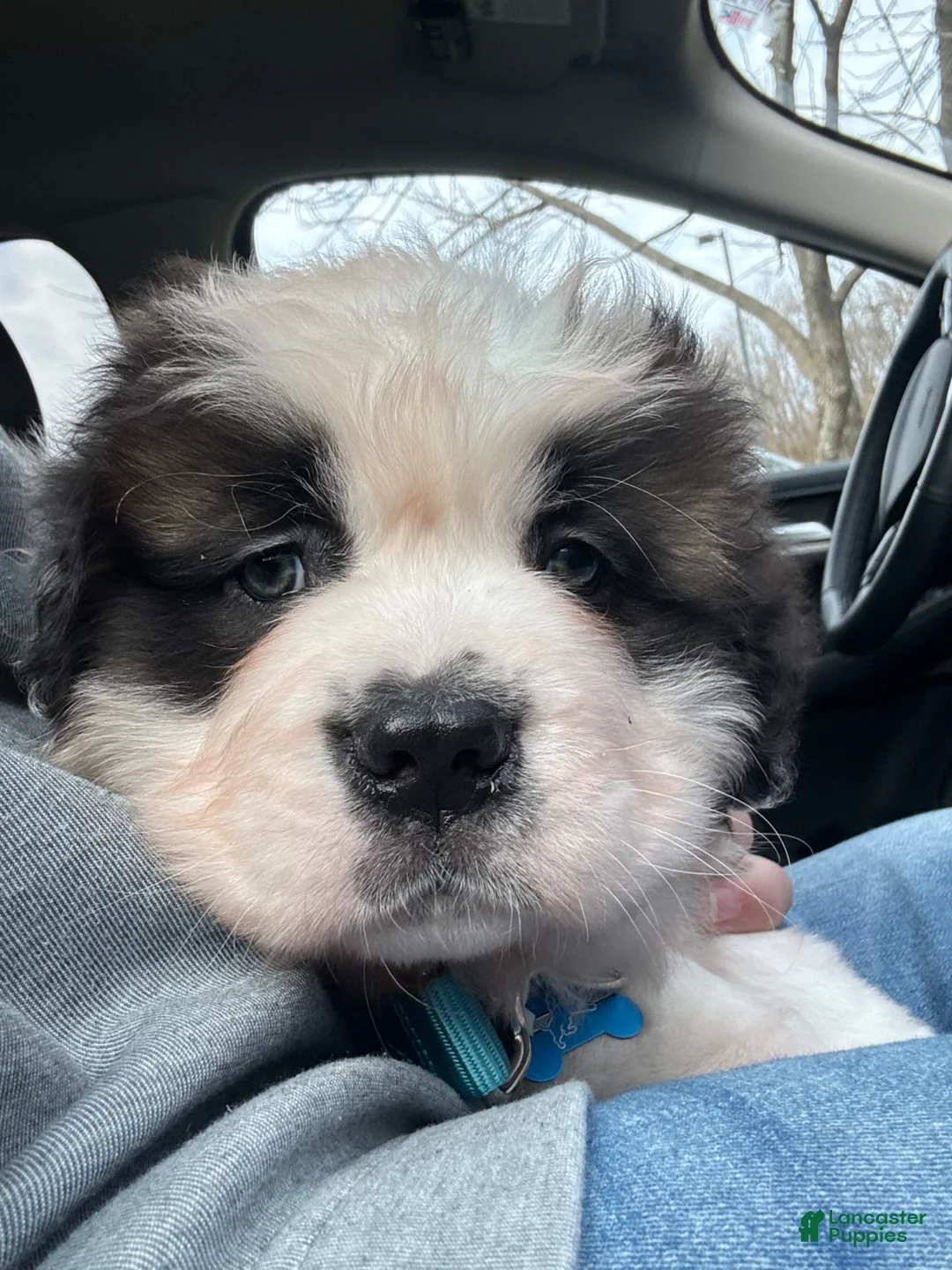 Saint Bernard dogs for sale: Saint Bernard Puppy 2 - Ad 1