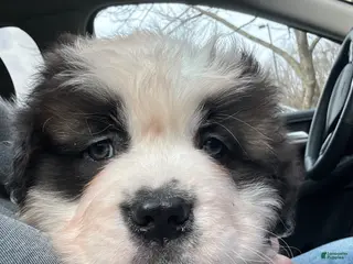 Saint Bernard dogs Saint Bernard Puppy 2 - Ad 9