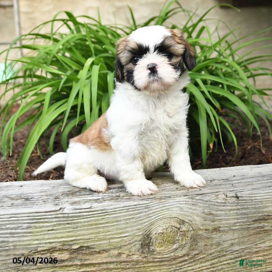 Shih Tzu dogs for sale: Heidi - Ad 4
