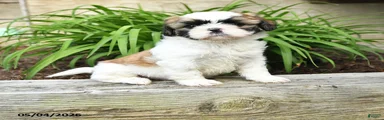 Heidi