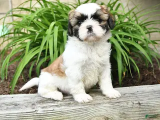 Shih Tzu dogs for sale: Heidi - Ad 4