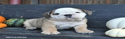 English Bulldog dogs for sale: Judah - Ad 4