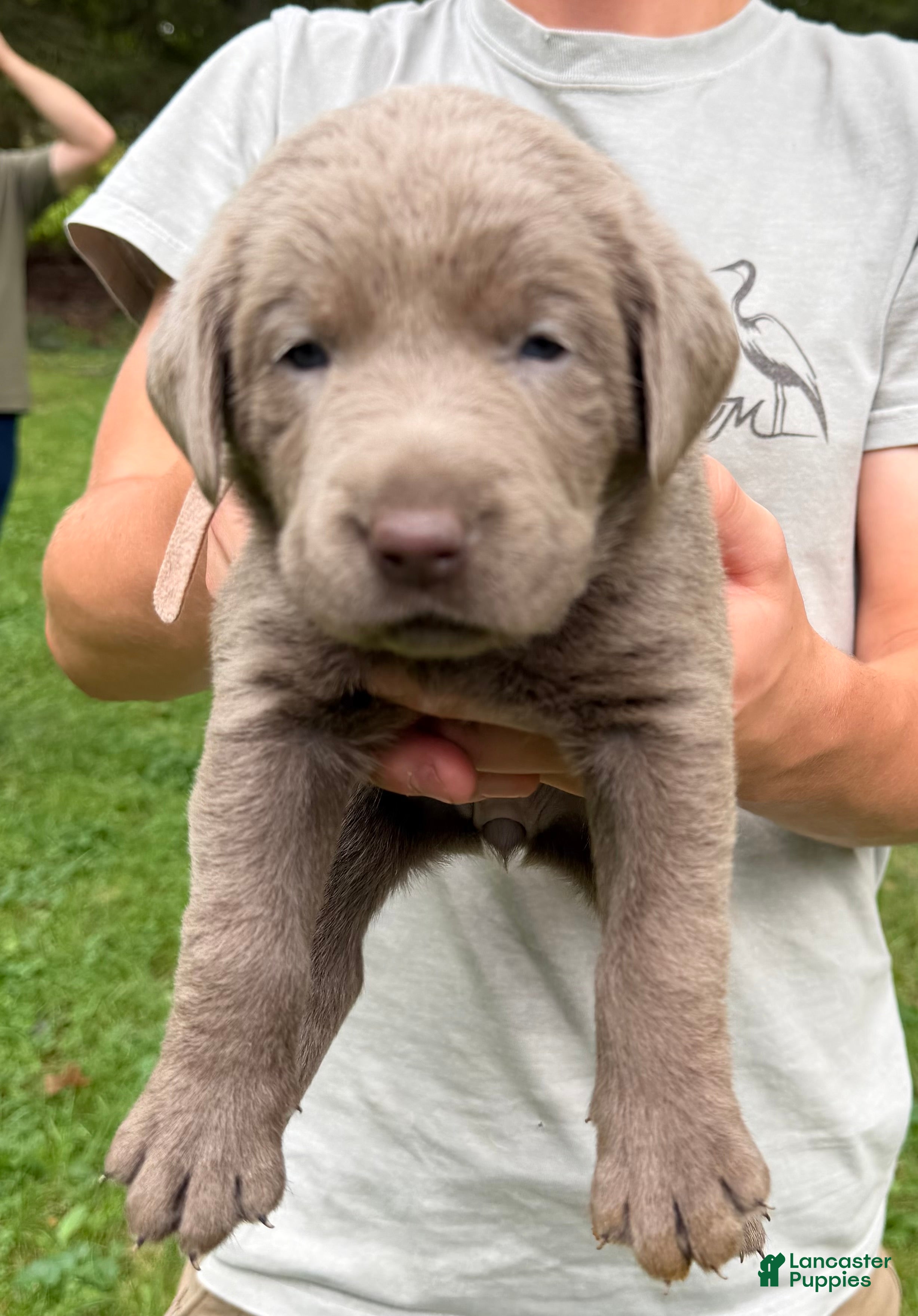 Labrador Retriever dogs Blossom - Ad 34