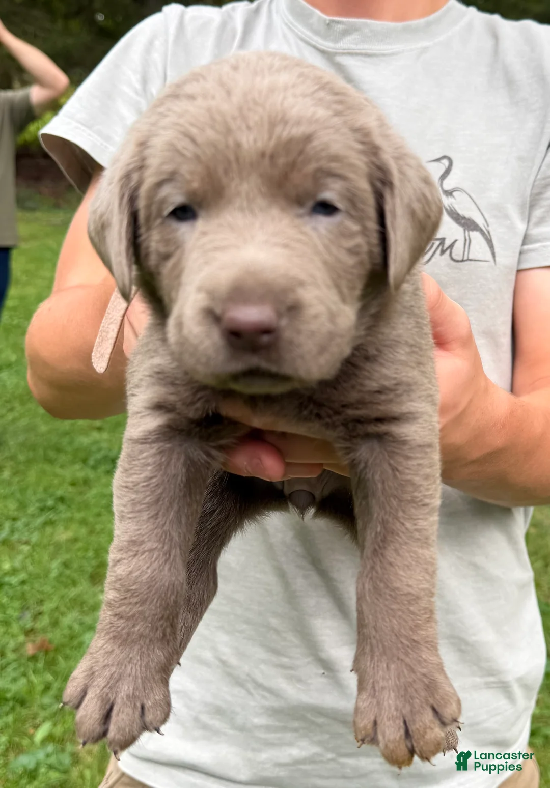 Labrador Retriever dogs for sale: Blossom - Ad 1