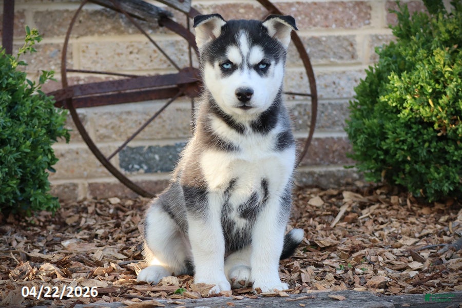Siberian Husky dogs Norman - Ad 1