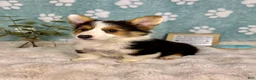 Welsh Corgi Pembroke dogs for sale: Brooks - Ad 7