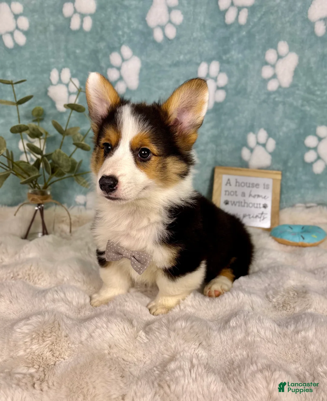 Welsh Corgi Pembroke dogs for sale: Brooks - Ad 7
