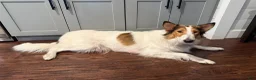 Collie dogs for sale: Collie 3 Sonja - Ad 5