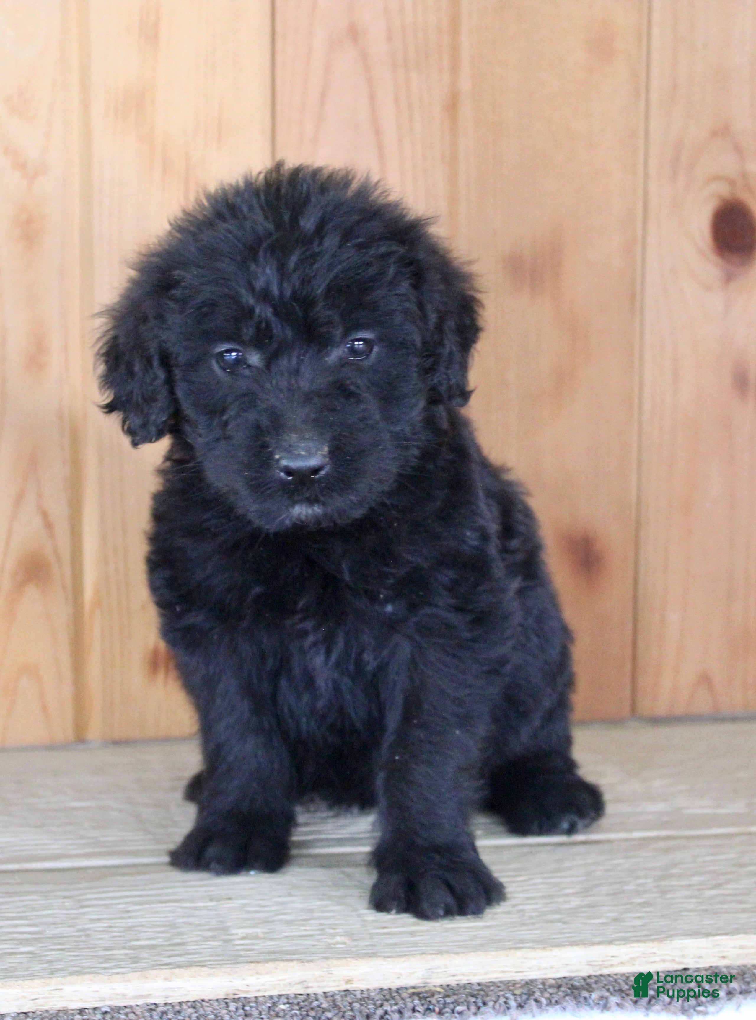 Labradoodle dogs Tulip - Ad 2