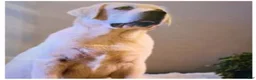 Labrador Retriever dogs for stud: This is Doc  - Ad 3