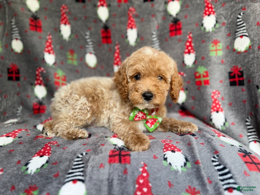 Cockapoo dogs for sale: Bean - Ad 1