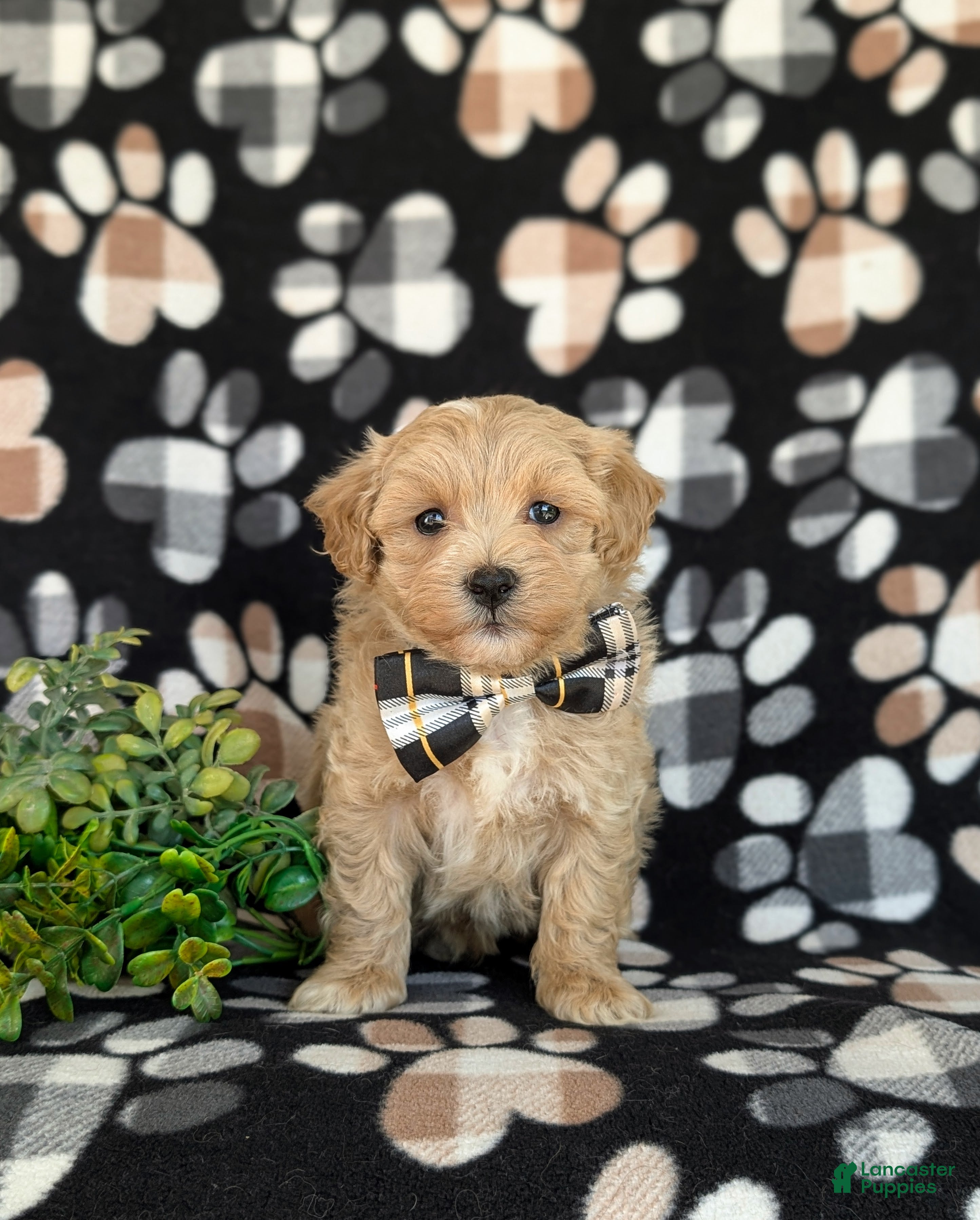 Maltipoo dogs Osborne - Ad 2