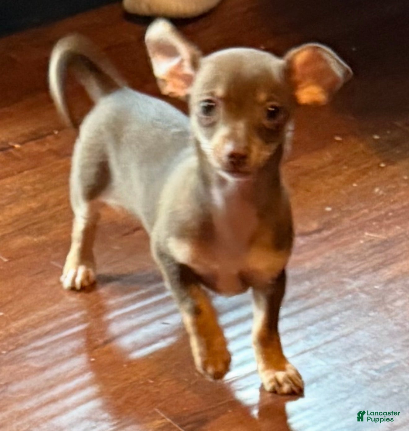 Chihuahua dogs Mini charo - Ad 1
