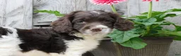 Cockapoo dogs for sale: Hazel  - Ad 6