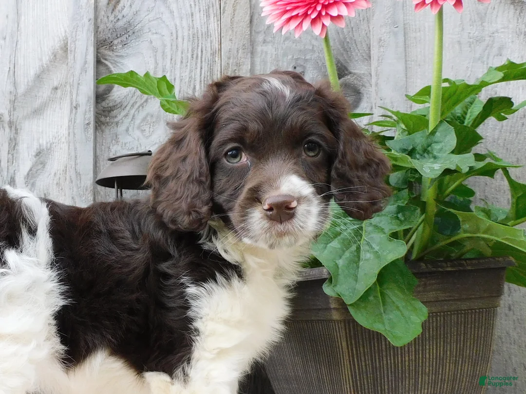Cockapoo dogs for sale: Hazel  - Ad 6