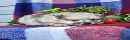 Pomeranian dogs for sale: Rusty - Ad 4