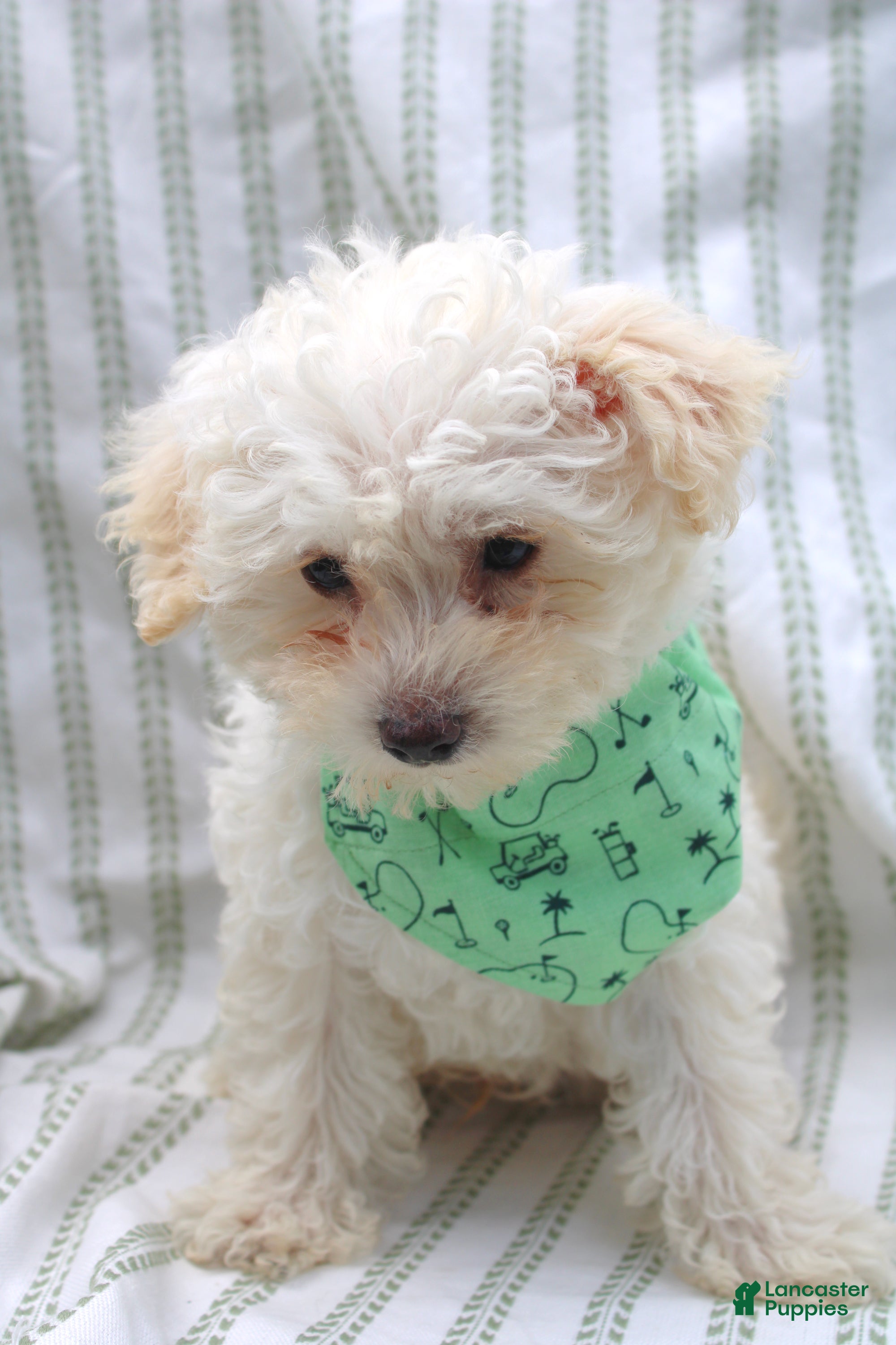 Yorkiepoo dogs Onyx - Ad 2