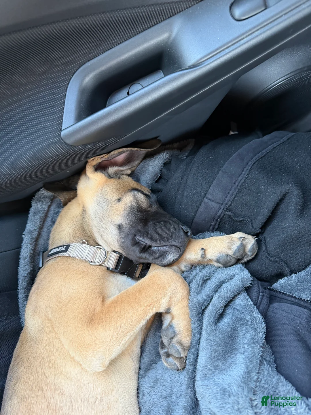 Mixed Breed dogs for sale: Mixed Breed Puppy 1 - Ad 2