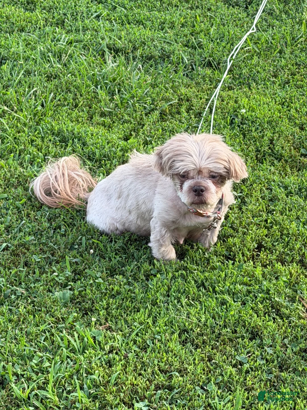 Shih Tzu dogs for sale: Archie - Ad 2