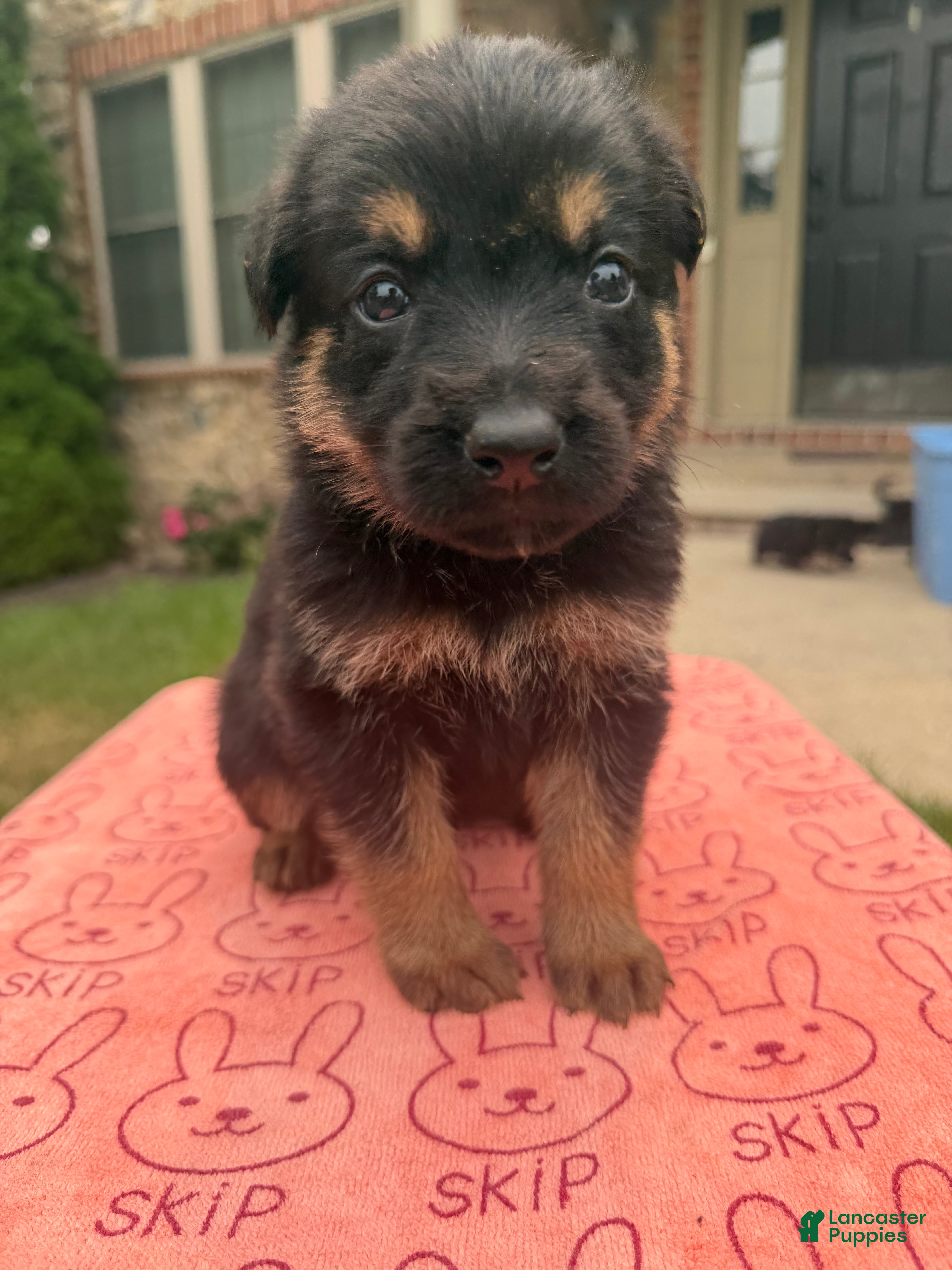 German Shepherd dogs Rio - Ad 2