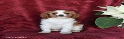 Cavalier King Charles Spaniel dogs for sale: Alex - Ad 2