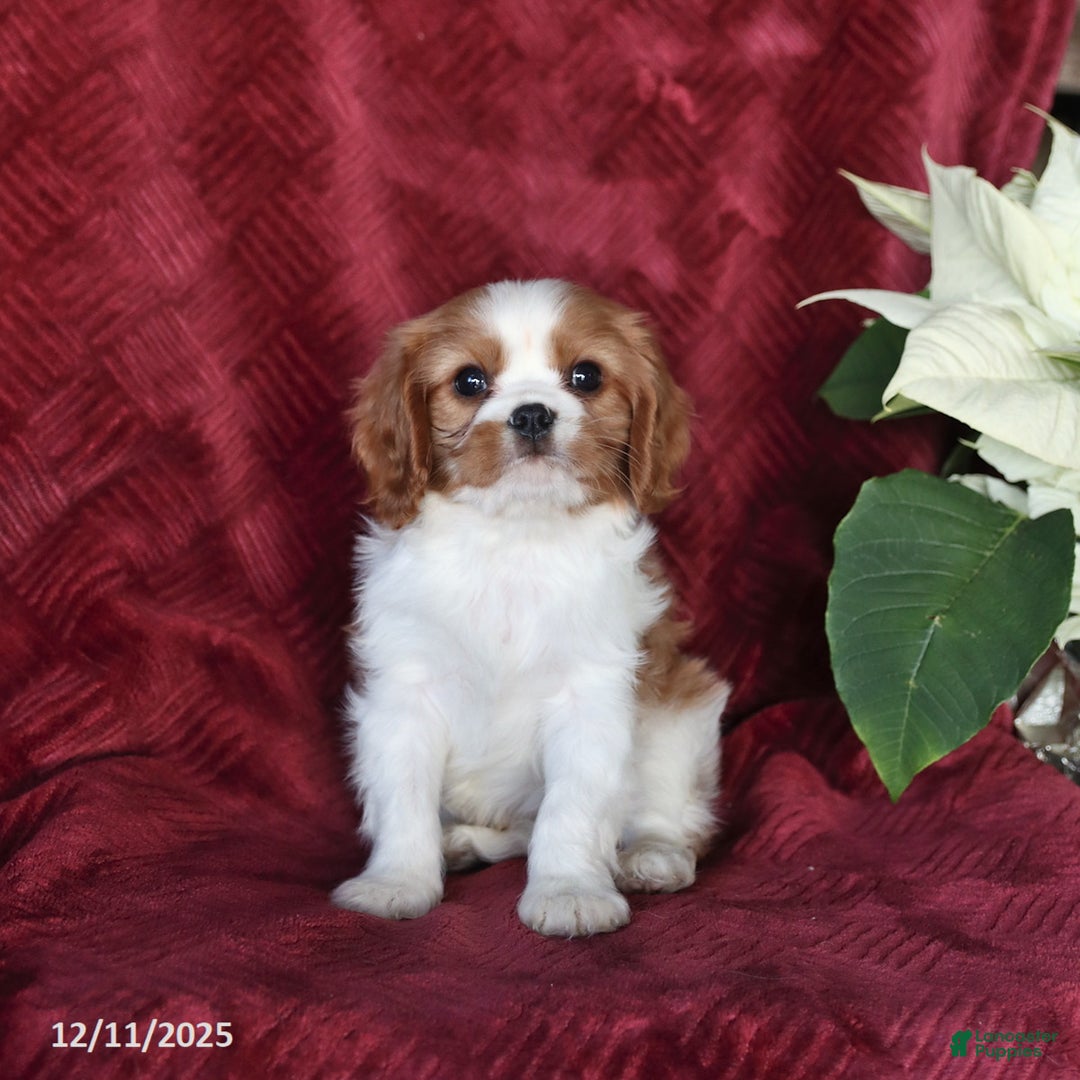 Cavalier King Charles Spaniel dogs for sale: Alex - Ad 2
