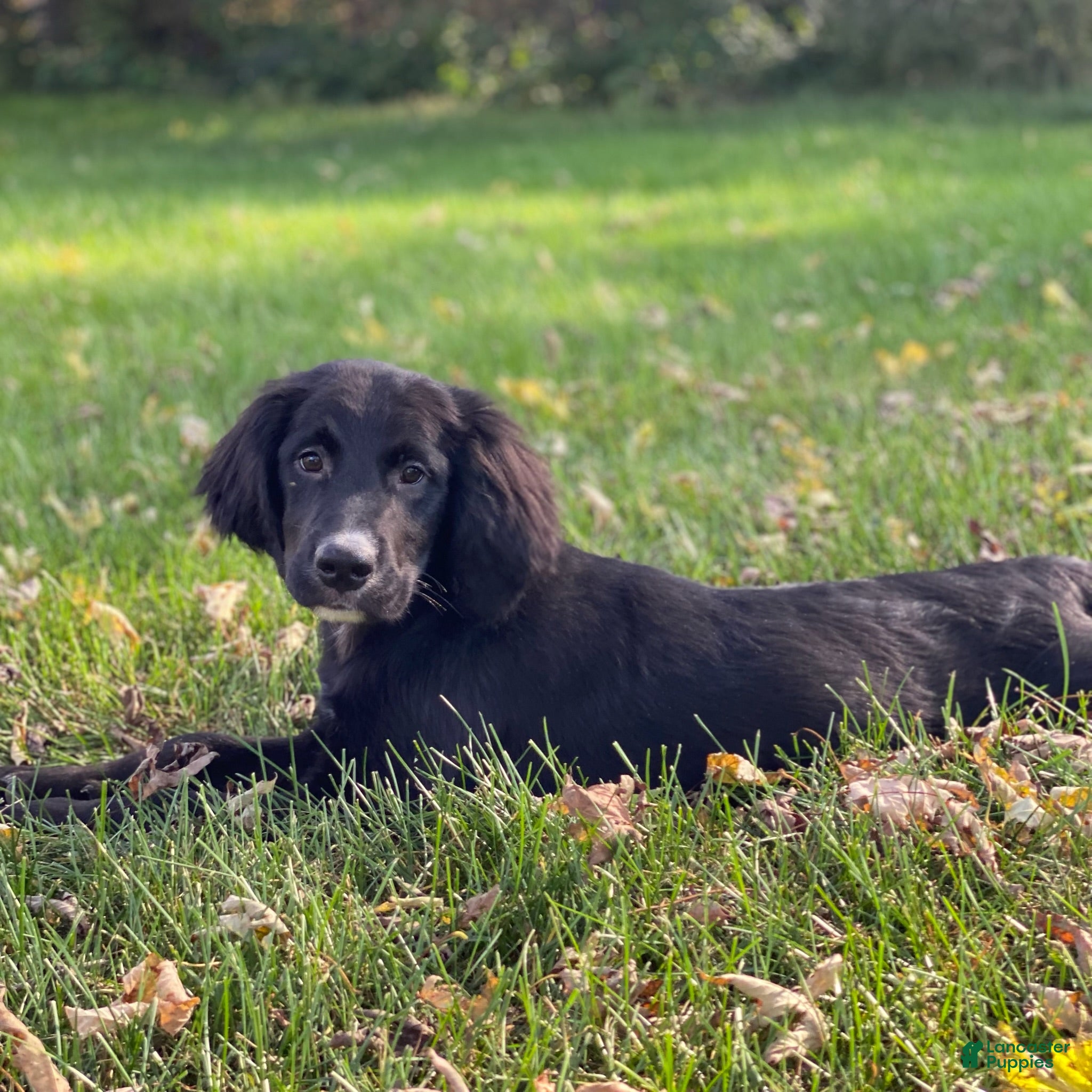 Mixed Breed dogs for sale: Clover - Ad 1