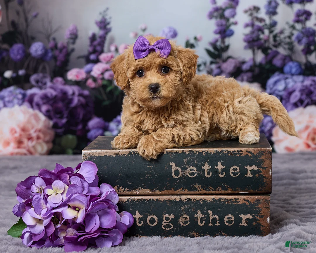 Bichpoo dogs for sale: Dawn - Ad 1