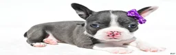 Mixed Breed dogs for sale: Bailey - Ad 3