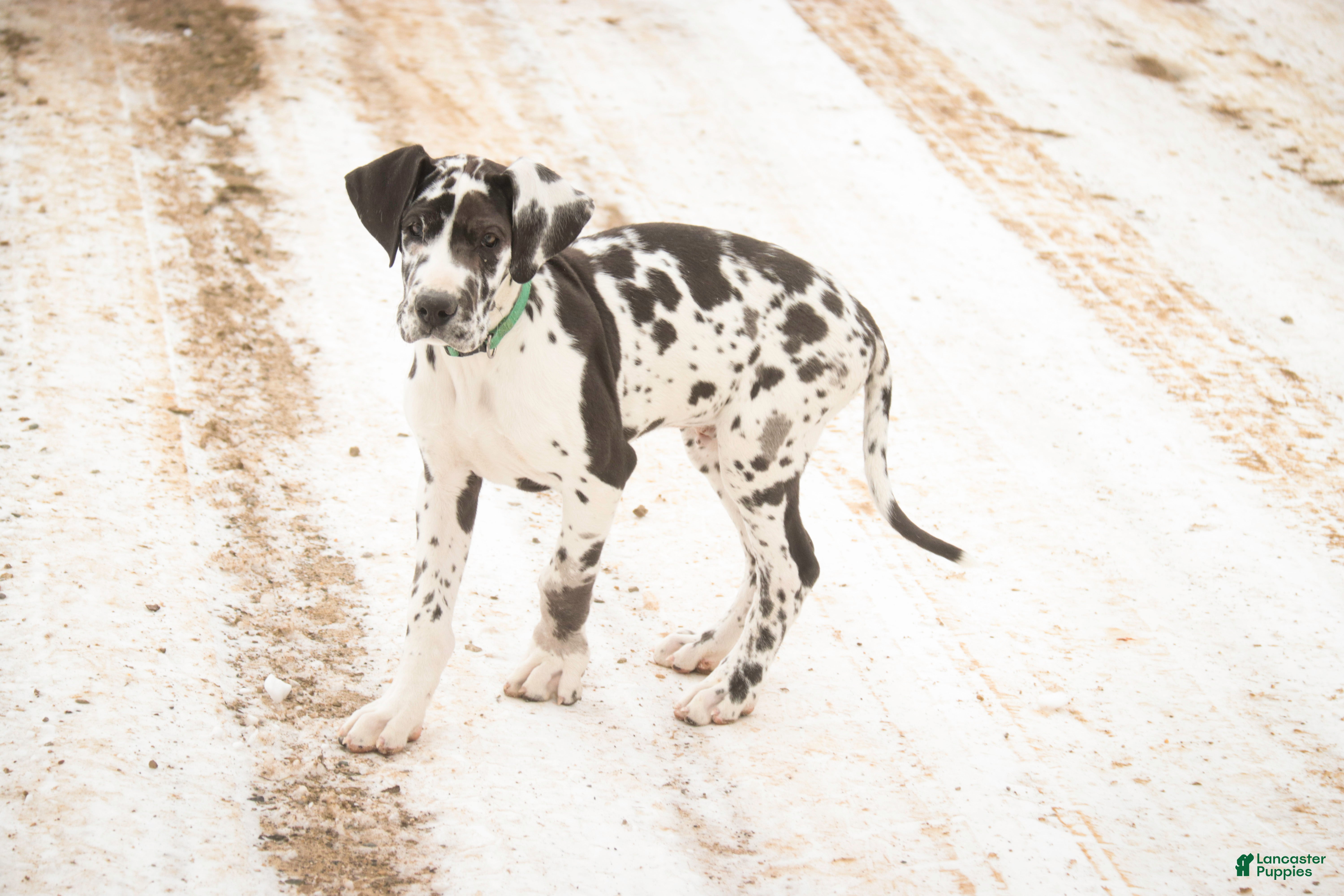 Great Dane dogs Gordon - Ad 2