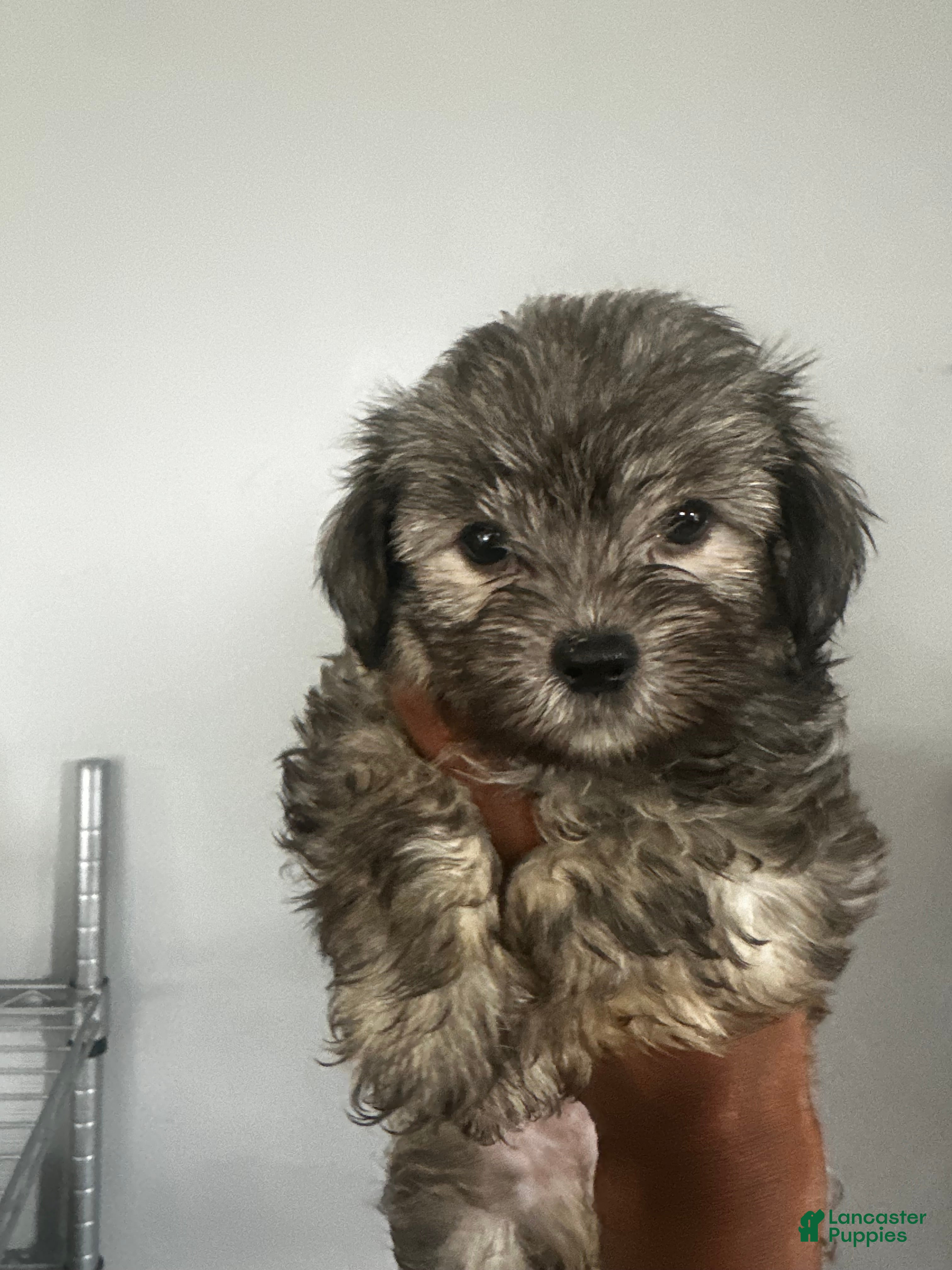 Shihpoo dogs Shihpoo 1 - Ad 22